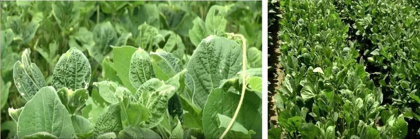 composição de duas fotografias que ilustram os sintomas do Mosaico Comum na cultura da soja. À esquerda, um cl