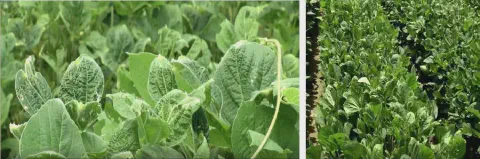 composição de duas fotografias que ilustram os sintomas do Mosaico Comum na cultura da soja. À esquerda, um cl