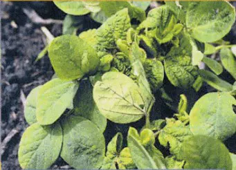 Mosaico Comum da Soja: Sintomas para Identificação close-up de uma planta jovem de soja apresentando sintomas severos de uma doença, provavelmente o Mosaico C