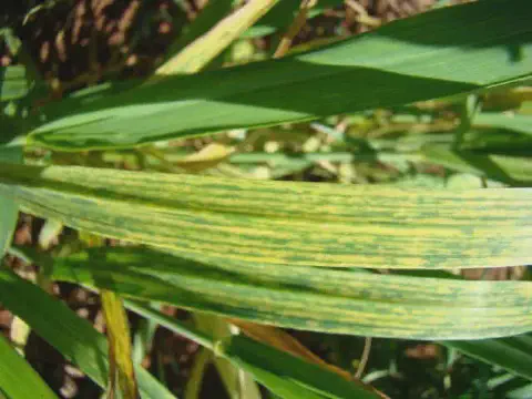 close-up de folhas de uma cultura de cereal, provavelmente trigo ou cevada, exibindo sintomas característi