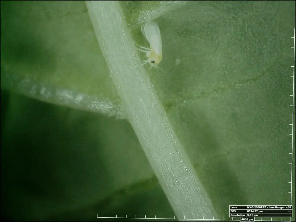 Esta é uma imagem de microscopia de alta magnificação (50x) que exibe em detalhe uma mosca-branca (Bemisia tabaci) adulta pou
