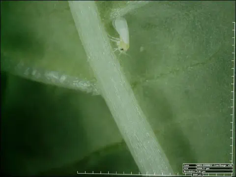 Esta é uma imagem de microscopia de alta magnificação (50x) que exibe em detalhe uma mosca-branca (Bemisia tabaci) adulta pou