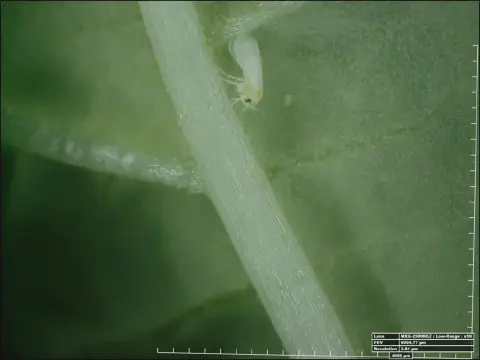 Esta é uma imagem de microscopia de alta magnificação (50x) que exibe em detalhe uma mosca-branca (Bemisia tabaci) adulta pou