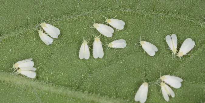 Mosca-branca: Como identificar e controlar esta praga Imagem macro que exibe uma infestação de moscas-brancas adultas sobre a superfície de uma folha verde e texturizada. Os inset