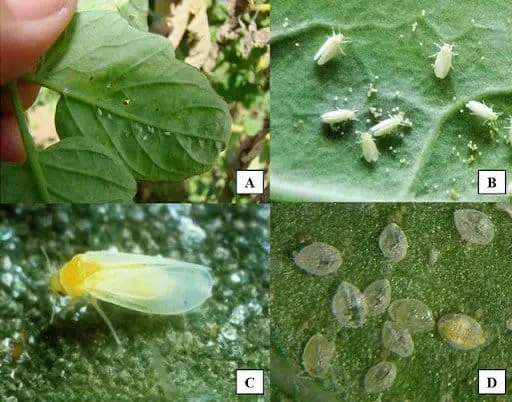 Mosca-branca: Guia Visual para Identificar a Praga Esta imagem é uma composição de quatro fotografias (A, B, C, D) que ilustram as diferentes fases do ciclo de vida da mosca-br
