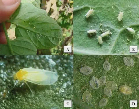 Esta imagem é uma composição de quatro fotografias (A, B, C, D) que ilustram as diferentes fases do ciclo de vida da mosca-br