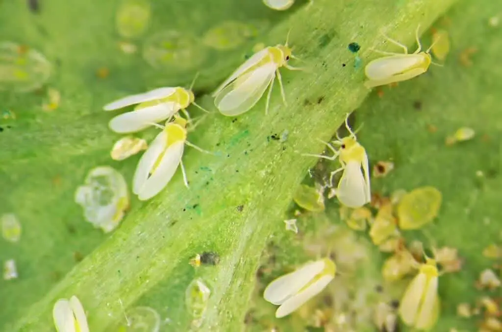 Mosca-branca: Identificação, danos e controle na lavoura Esta imagem macro exibe uma infestação severa de mosca-branca (Bemisia tabaci) em uma folha de planta. Vários insetos adultos
