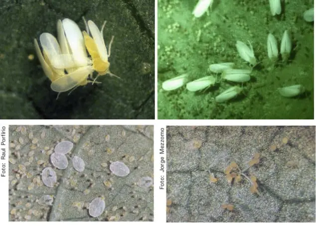 Mosca-branca: Identificação e Controle da Praga na Lavoura Esta imagem é uma composição de quatro fotografias que ilustram em detalhe a praga agrícola conhecida como mosca-branca (Bemi