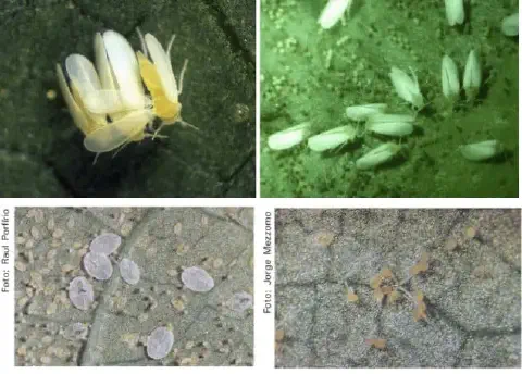 Esta imagem é uma composição de quatro fotografias que ilustram em detalhe a praga agrícola conhecida como mosca-branca (Bemi