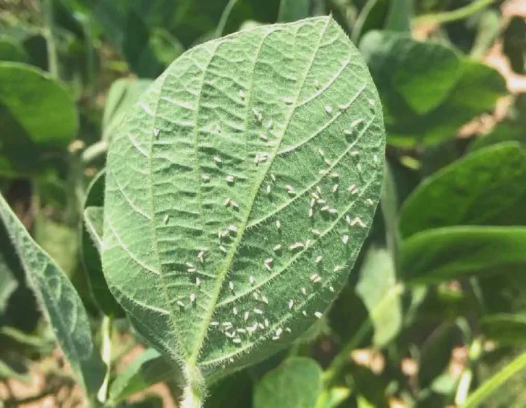 Mosca-branca na soja: como identificar e controlar a praga close-up detalhado de uma folha de soja verde e saudável, que está visivelmente infestada por uma grande qu