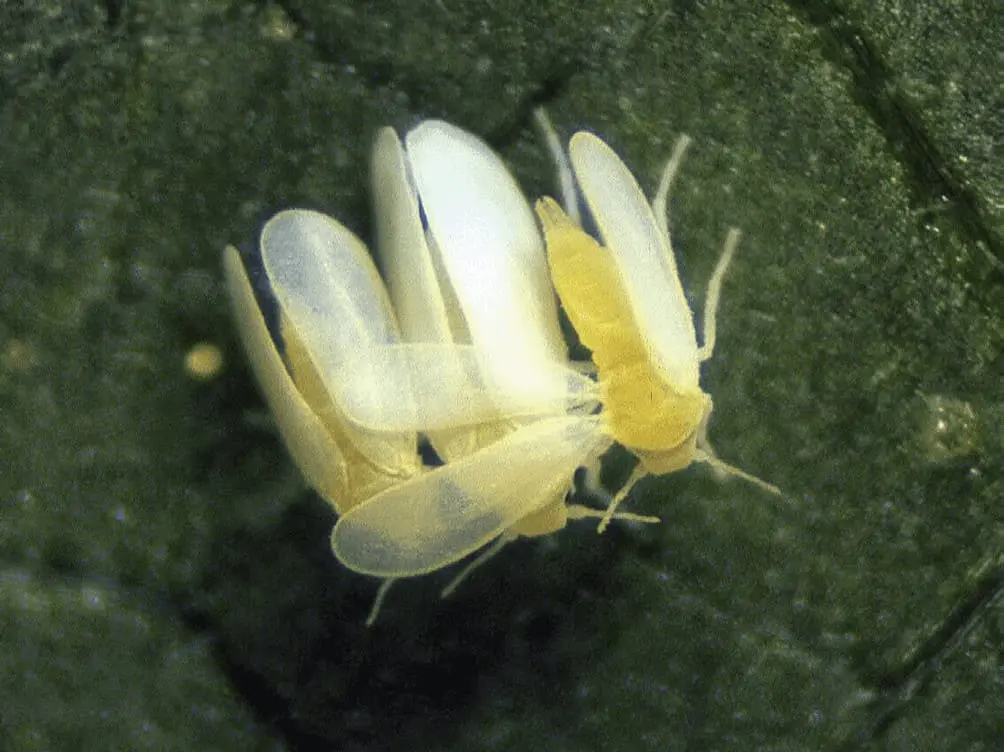 Esta é uma imagem macrofotográfica que exibe um agrupamento de moscas-brancas (provavelmente da espécie Bemisia tabaci) sobre