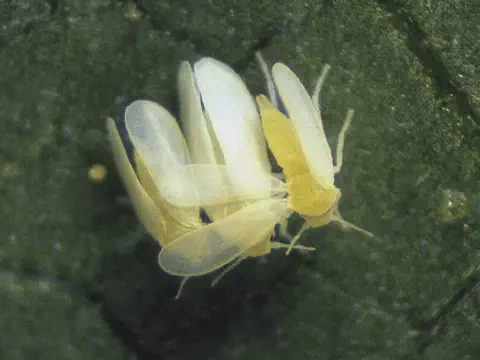 Esta é uma imagem macrofotográfica que exibe um agrupamento de moscas-brancas (provavelmente da espécie Bemisia tabaci) sobre