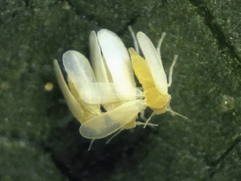 Esta é uma imagem macrofotográfica que exibe um agrupamento de moscas-brancas (provavelmente da espécie Bemisia tabaci) sobre