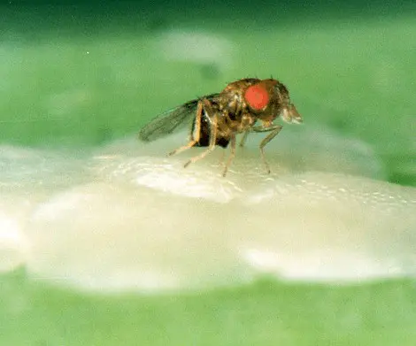 uma fotografia macro de uma mosca-das-frutas, provavelmente do gênero Drosophila, pousada sobre uma superfície