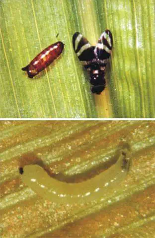 composição de duas fotografias macro que ilustram diferentes estágios do ciclo de vida da mosca-do-milho (prov