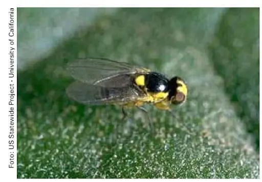 Mosca-minadora: Como identificar e manejar a praga na lavoura uma fotografia em close-up de uma mosca-minadora (provavelmente do gênero Liriomyza) pousada sobre uma folha v