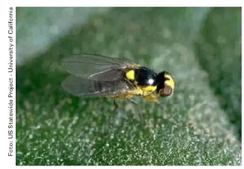 uma fotografia em close-up de uma mosca-minadora (provavelmente do gênero Liriomyza) pousada sobre uma folha v