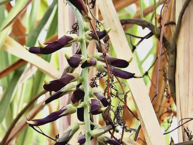 Inflorescência da mucuna-preta close-up detalhado da inflorescência da planta Mucuna pruriens, popularmente conhecida como mucuna-preta ou