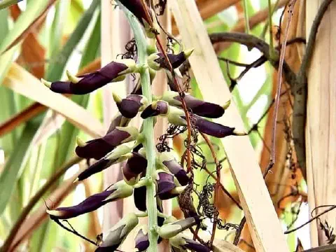 close-up detalhado da inflorescência da planta Mucuna pruriens, popularmente conhecida como mucuna-preta ou