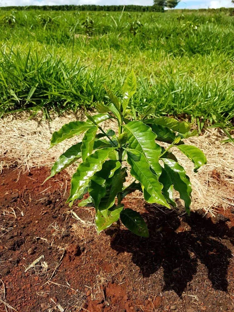 primeiro plano uma muda de café jovem e saudável, com folhas verdes brilhantes, recém-plantada em solo aver