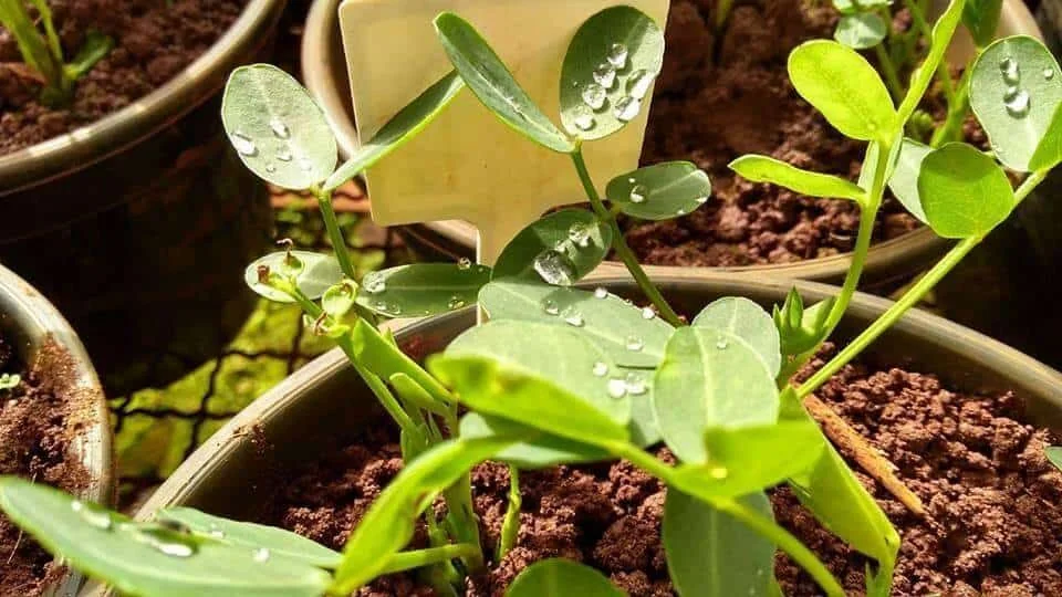 close-up de mudas de amendoim em estágio inicial de desenvolvimento, plantadas em vasos individuais. As peq