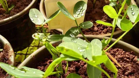 close-up de mudas de amendoim em estágio inicial de desenvolvimento, plantadas em vasos individuais. As peq