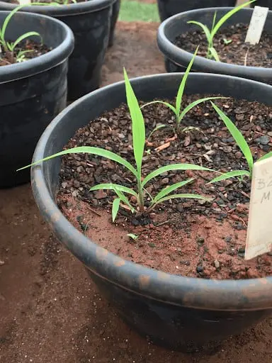 close-up de mudas de plantas, possivelmente milho ou sorgo, em estágio inicial de desenvolvimento, cultivad