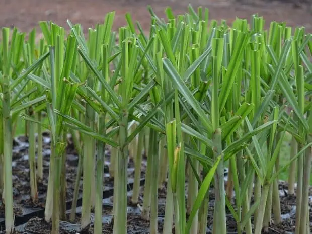 close-up diversas mudas pré-brotadas (MPB) de cana-de-açúcar, uma tecnologia moderna de plantio. As mudas j