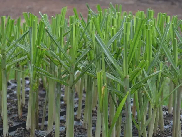 close-up diversas mudas pré-brotadas (MPB) de cana-de-açúcar, uma tecnologia moderna de plantio. As mudas j