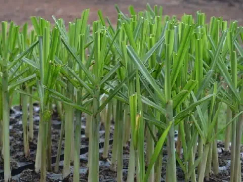 close-up diversas mudas pré-brotadas (MPB) de cana-de-açúcar, uma tecnologia moderna de plantio. As mudas j