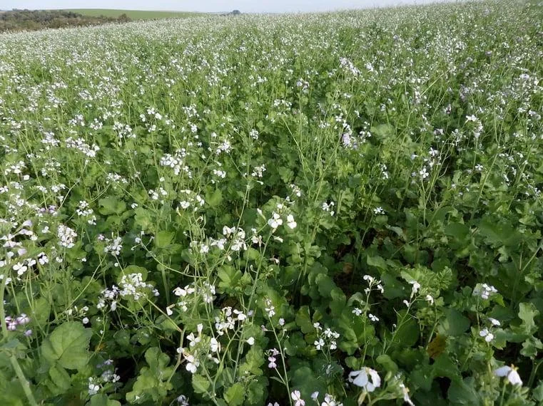 uma vasta lavoura de nabo forrageiro (Raphanus sativus) em pleno florescimento. O campo é coberto por uma dens