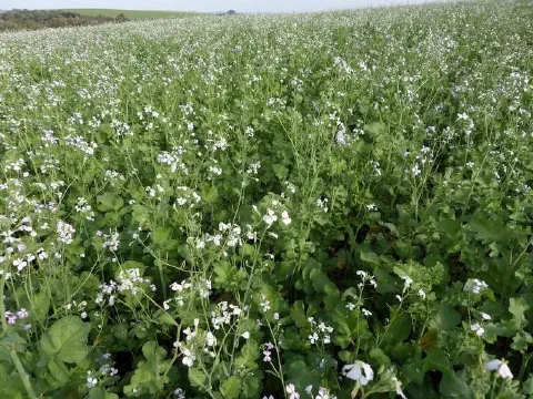 uma ampla lavoura de nabo forrageiro (Raphanus sativus) em pleno estágio de florescimento. O campo está cobert