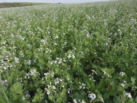 uma ampla lavoura de nabo forrageiro (Raphanus sativus) em pleno estágio de florescimento. O campo está cobert
