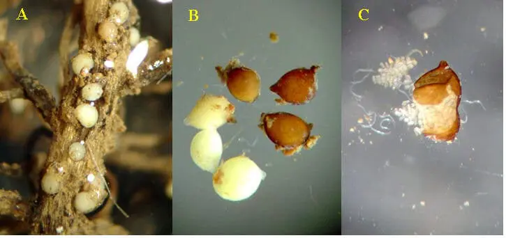 Esta imagem composta, dividida em três painéis (A, B, C), ilustra de forma detalhada o ciclo de vida do nematoide-de-cisto, u