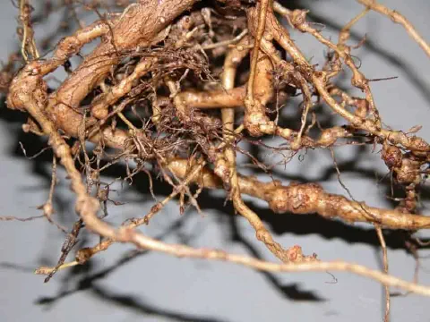close-up detalhado do sistema radicular de uma planta severamente afetado por nematoides-das-galhas. As raí