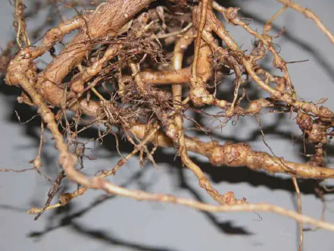 close-up detalhado do sistema radicular de uma planta severamente afetado por nematoides-das-galhas. As raí