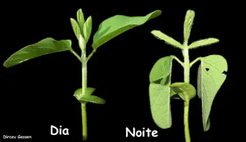comparação visual do comportamento de uma plântula de soja durante o dia e a noite, em um fundo preto