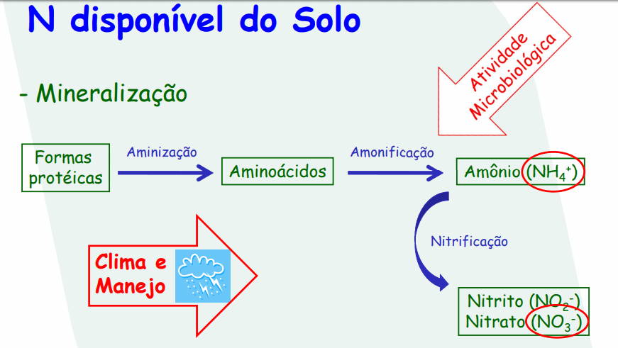 diagrama didático que ilustra o processo de mineralização do nitrogênio (N) no solo, um componente crucial do c