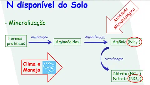 diagrama didático que ilustra o processo de mineralização do nitrogênio (N) no solo, um componente crucial do c