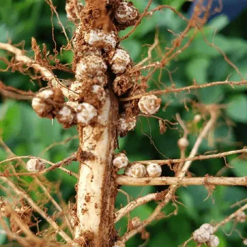 close-up detalhado do sistema radicular de uma planta leguminosa, provavelmente soja, recém-retirada do sol