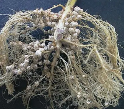 close-up detalhado do sistema radicular de uma planta leguminosa, provavelmente soja, contra um fundo escur