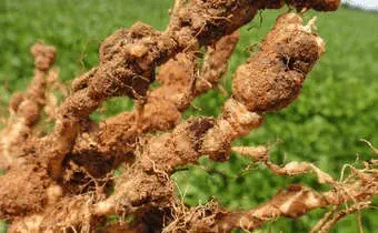 close-up detalhado do sistema radicular de uma planta leguminosa, provavelmente soja, destacando a presença
