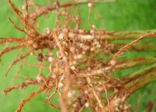 close-up detalhado do sistema radicular de uma planta leguminosa, provavelmente soja, recém-retirada do sol