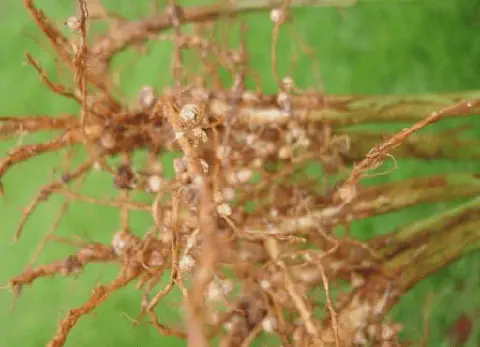 close-up detalhado do sistema radicular de uma planta leguminosa, provavelmente soja, recém-retirada do sol
