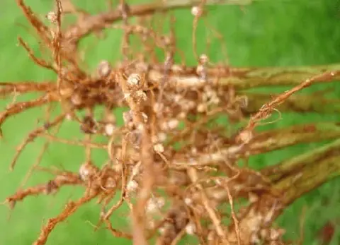 close-up detalhado do sistema radicular de uma planta leguminosa, provavelmente soja, recém-retirada do sol