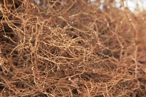 close-up detalhado de um sistema radicular denso e emaranhado, provavelmente de uma leguminosa como a soja.