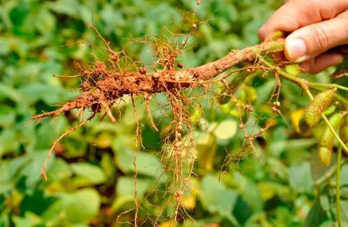 close-up da raiz de uma planta de soja, sendo segurada pela mão de uma pessoa, provavelmente um agricultor