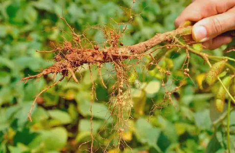close-up da raiz de uma planta de soja, sendo segurada pela mão de uma pessoa, provavelmente um agricultor