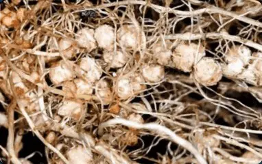 close-up detalhado do sistema radicular de uma planta leguminosa, muito provavelmente soja, destacando a pr