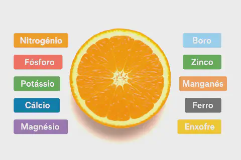 uma fatia de laranja vibrante e suculenta, posicionada centralmente sobre um fundo branco. Ao redor da fruta,